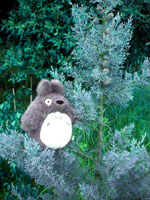 Totoro au sommet du canphier